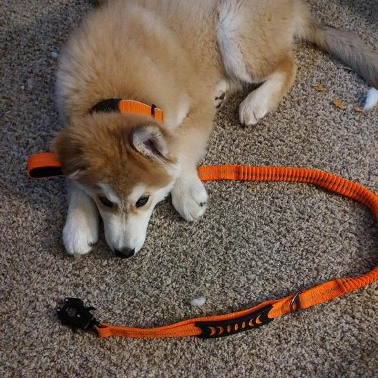 Laisse pour chien Refabsorb orange