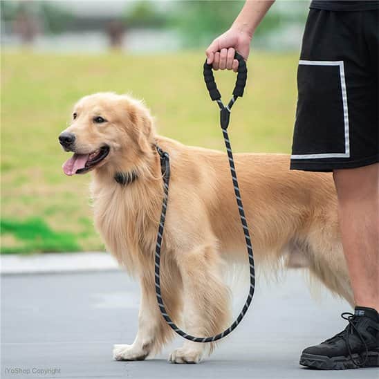 Laisse pour chien Refrembour noir golden