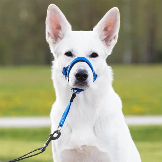Muselière chien BBS face bleu