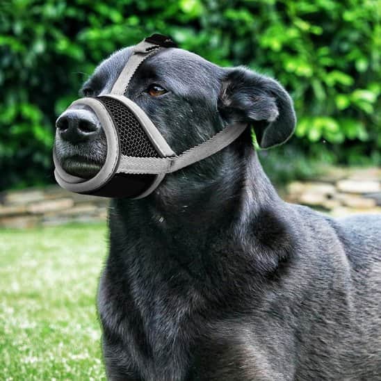 MuseliĂšre pour chien labrador