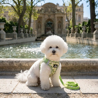 Harnais pour petit chien Mailnylon vert
