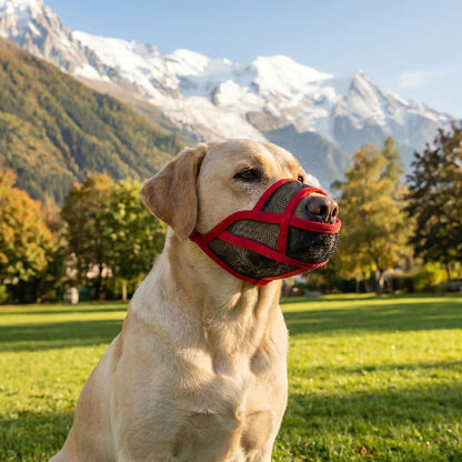 Museliere bouledogue francais museau court labrador