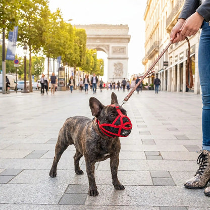 Museliere bouledogue francais museau court rouge
