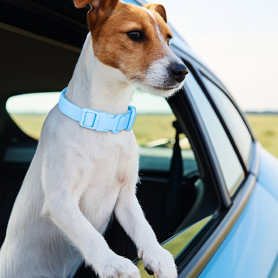 Collier chien confortable robuste bleu auto