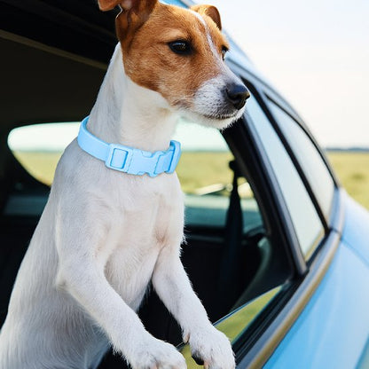 Collier chien confortable robuste bleu auto