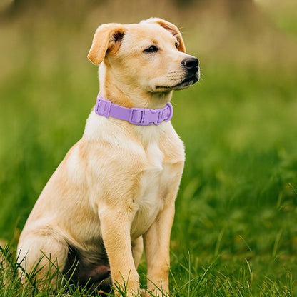 Collier chien confortable robuste mauve assis champ