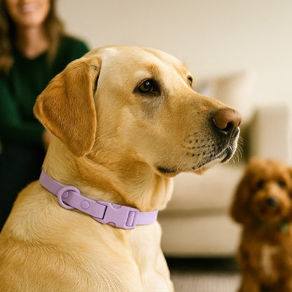 Collier chien confortable robuste rose regarde  horizon 