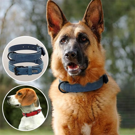 Collier chien cuir qualité supérieur berger allemand bleu