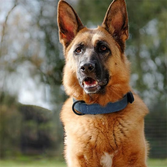 Collier chien cuir qualité supérieur berger allemand
