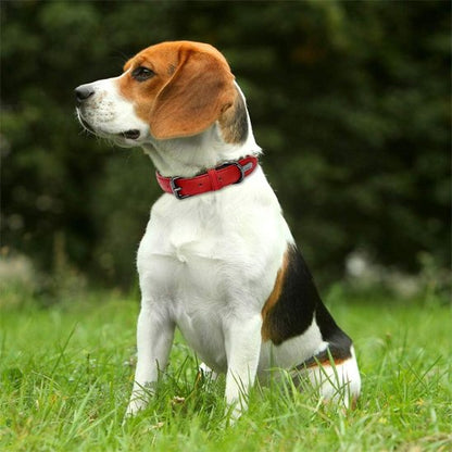 Collier chien cuir qualité supérieur champs