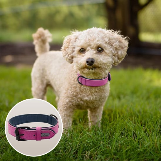 Collier chien cuir qualité supérieur frisé violette