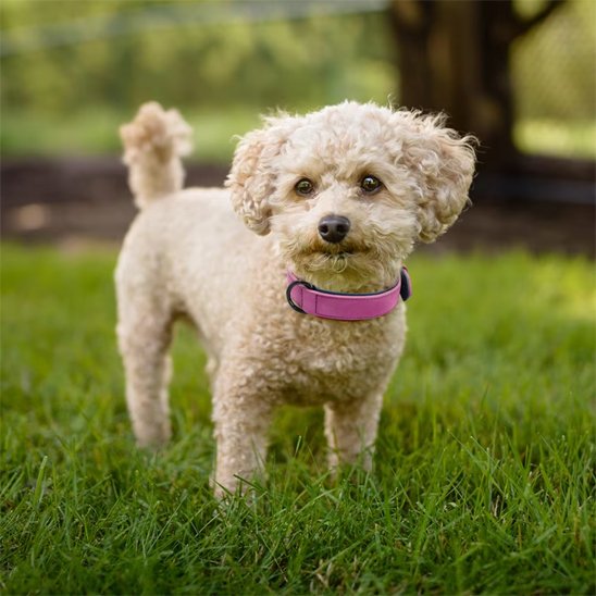 Collier chien cuir qualité supérieur frisé