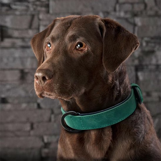Collier chien cuir qualité supérieur  labrador brun