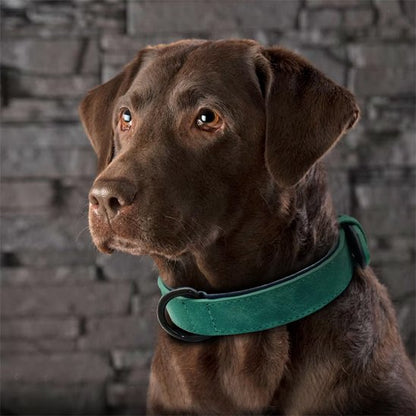 Collier chien cuir qualité supérieur  labrador brun