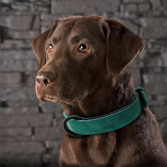 Collier chien cuir qualité supérieur  labrador brun