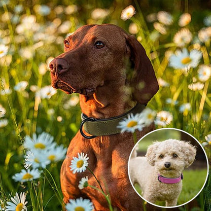 Collier chien cuir qualité supérieur marguerite