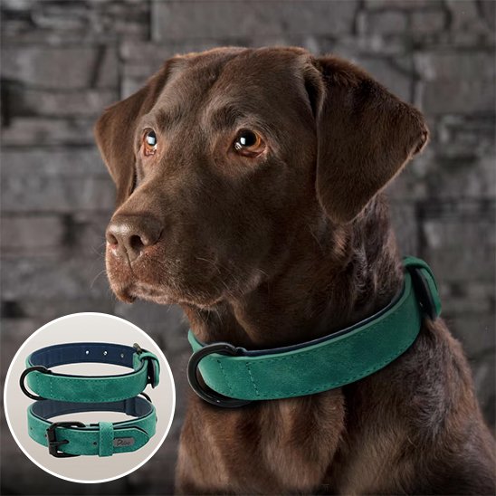 Collier chien cuir qualité supérieur Vert 