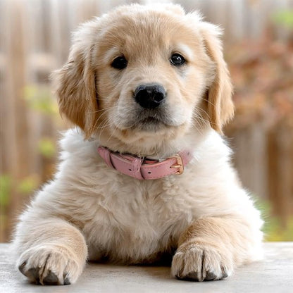 Collier chien cuir véritable chiot rose