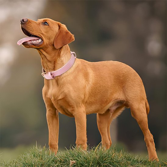 Collier chien cuir véritable horizon