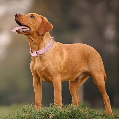 Collier chien cuir véritable horizon