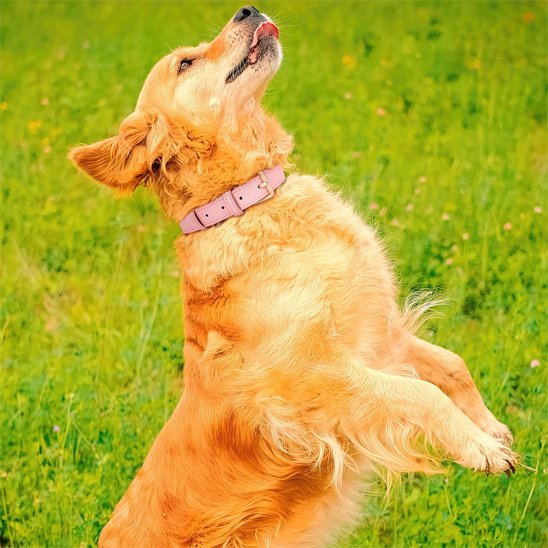Collier chien cuir véritable joueur 