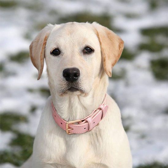 Collier chien cuir véritable rose