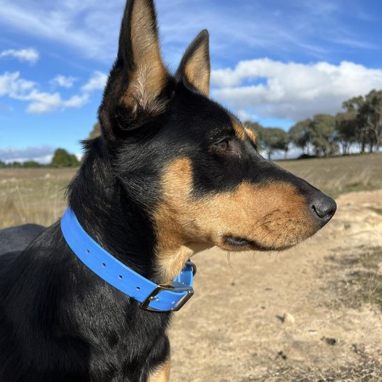 Collier chien imperméable berger à l'affut
