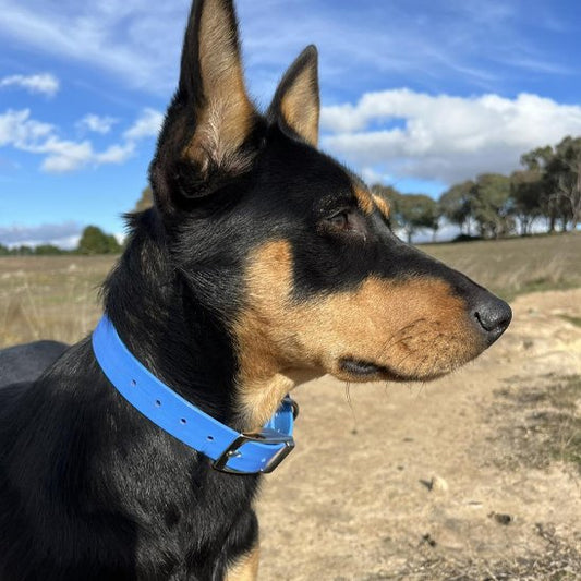 Collier chien imperméable berger à l'affut