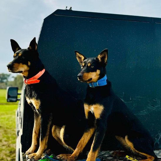 Collier chien imperméable en surveillance