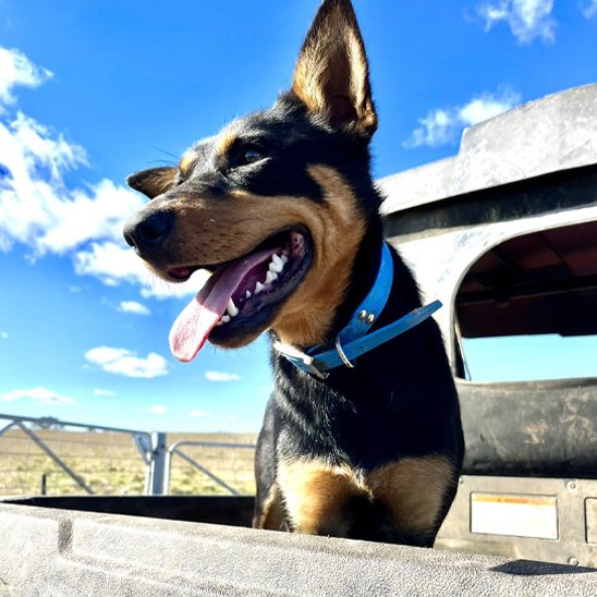 Collier chien imperméable prêt au travail