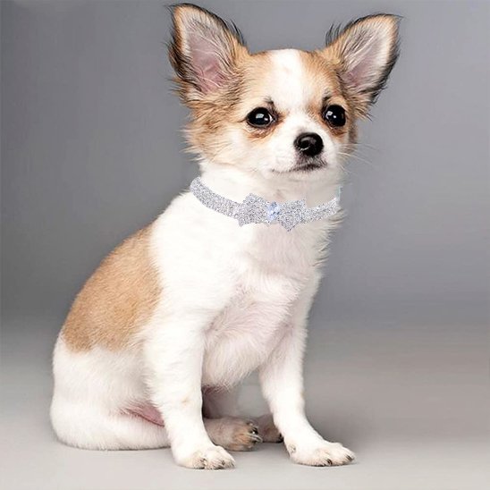 Collier chien nœud brillant chihuahua