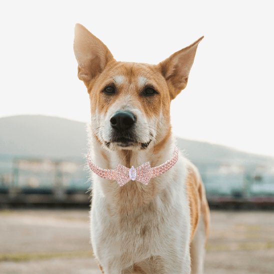 Collier chien nœud brillant extérieur