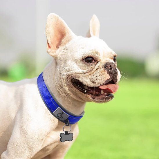 Collier chien Nylonnéo champ