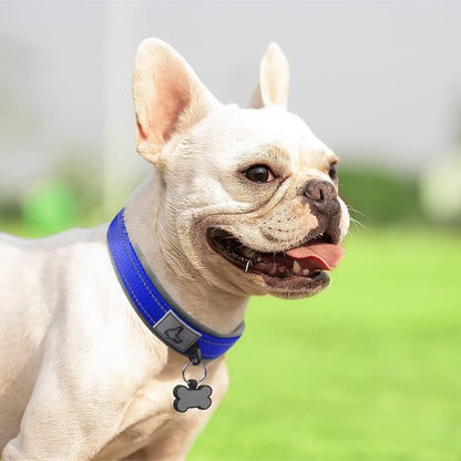 Collier chien Nylonnéo champ