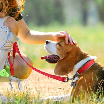 Collier chien Nylonnéo regard maître