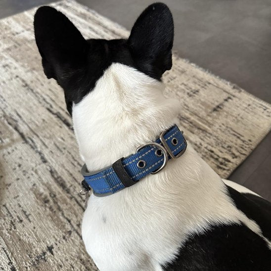 Collier chien Nylonnéo vue arrière
