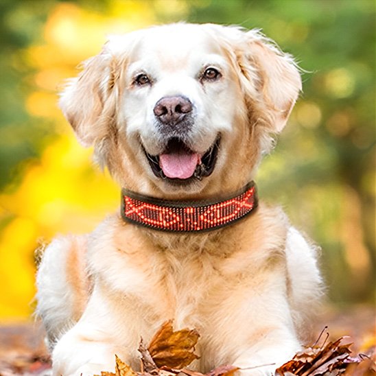 Collier lumineux chien LED affichage chiot golden
