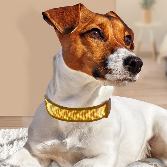 Collier lumineux chien LED affichage Jack Russel vert