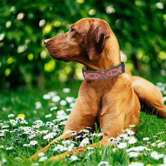 Collier lumineux chien LED affichage Vizsla champ