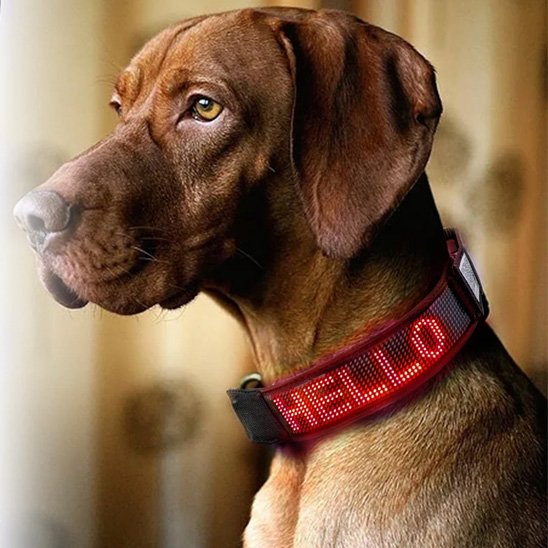 Collier lumineux chien LED affichage Vizsla rouge