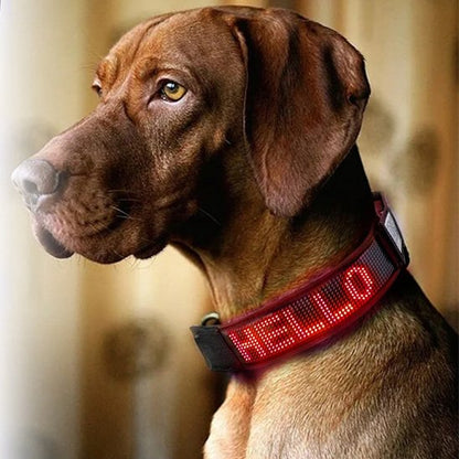 Collier lumineux chien LED affichage Vizsla rouge