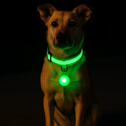 Collier lumineux pour chien assis vert