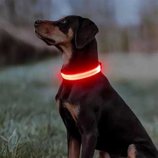 Collier lumineux pour chien champs rouge