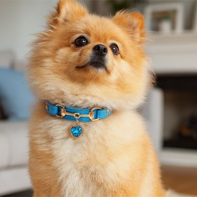 Collier pour Chien bleu Chiwawa