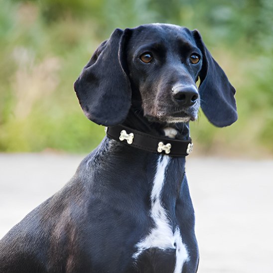 Collier pour chien cuir os noir