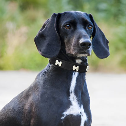 Collier pour chien cuir os noir