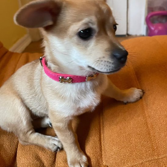 Collier pour chien cuir os rose rouge