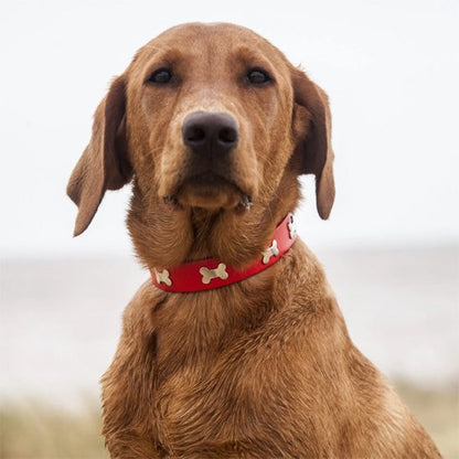 Collier pour chien cuir os rouge 