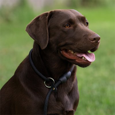 Collier pour chien réglable labrador brun 