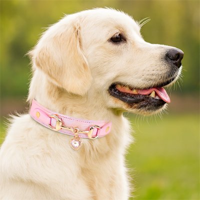 Collier pour Chien rose chiot labrador